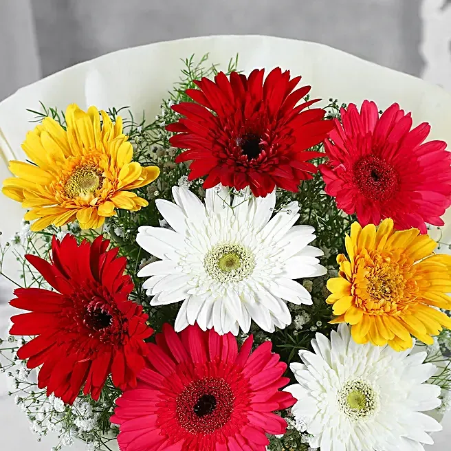 mixed-brilliance-gerbera-blossoms_2.webp