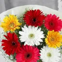 mixed-brilliance-gerbera-blossoms_2.webp